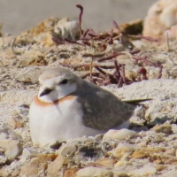 Chestnut-banded Plover breeding at Springfield Saltpans. - Chris van Gass